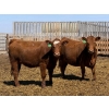 Image 7 : PSV Farms Ltd. - 880# May Delivery Heifers - 58 Head (Enchant, AB)