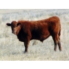 Image 2 : Warren Peters - 680# October Delivery Steer Calves - 34 Head (Hays, AB)