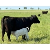 Image 3 : Lee Johnston - 35 Black/Black X Cow/Calf Pairs (Welwyn, SK)