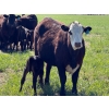 Image 10 : Sherwyn Torkelson - 10 Black/BBF 1st Calf Pairs (Patricia, AB)