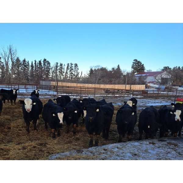 Four Harts Cattle Co. - 910# March Delivery Steers - 65 Head (Vermilion, AB)