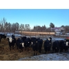 Image 1 : Four Harts Cattle Co. - 910# March Delivery Steers - 65 Head (Vermilion, AB)