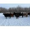 Image 7 : Steven Bartel - 975# July Delivery Heifers - 63 Head (Carroll, MB)