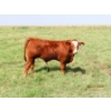 Image 7 : Leonard Lundquist/Andrew Ranching - 675# October Delivery Steer Calves - 90 Head (Rolling Hills, AB)