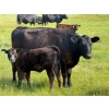 Image 3 : Richard Beekman - 540# November Delivery Heifer Calves - 30 Head (Strathmore, AB)