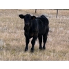 Image 6 : Wayne Rathe - 575# October Delivery Steer Calves - 85 Head (Medicine Hat, AB)