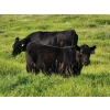 Image 6 : Jay & Laura Biggs  - 675# October Delivery Steer Calves - 65 Head (Elnora, AB)
