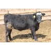 Image 2 : A&S Farms - 30 BBF Replacement Heifers (Coaldale, AB)