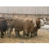 Image 6 : Jason Szymanek - 750# January Delivery Heifers - 165 Head (Stauffer, AB)