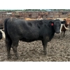 Image 3 : Birch Island Land & Cattle - 950# June/July Delivery Heifers - 63 Head (Rhein, SK)