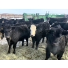 Image 1 : Kris Springer - 50 November Delivery Black Angus/Simm X April Calving Bred Heifers (Foam Lake, SK)