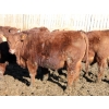 Image 3 : Lazy S Over U Cattle Co. - 1010# February Delivery Steers - 155 Head (Iron Springs, AB)