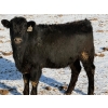 Image 5 : Lazy J Cattle Co. - 675# February Delivery Heifers - 78 Head (Gem, AB)