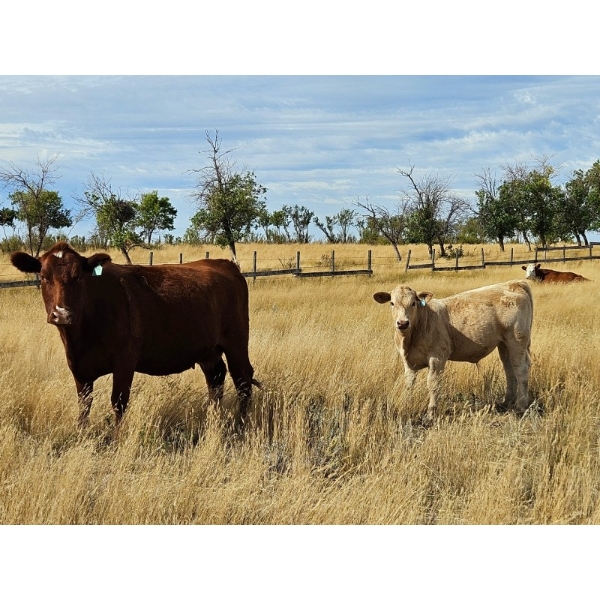 Logan Brothers (Rod, Barry & Bruce) - 625# Steer Calves - 80 Head (Oyen, AB)