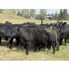 Image 6 : Sturgeon Cattle Co. - 1000# September Delivery Grass Heifers - 61 Head (Sundre, AB)