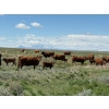 Image 3 : J-J Ranching - 40 Red Mature Pairs (Manyberries, AB)
