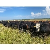 Image 5 : Pembina Ranching - 1060# August Grass Steers - 116 Head (Drayton Valley, AB)