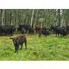 Image 16 : Vandenhoven Farms - 650# November Delivery Steer Calves - 95 Head (Rimbey, AB) VBP+