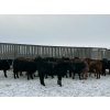 Image 4 : Star Over Bar Ranch Ltd. - 670# December Delivery Weaned Heifers - 25 Head (Biggar, SK)