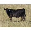 Image 2 : Jay & Laura Biggs - 650# Steer Calves - 60 Head (Elnora, AB)