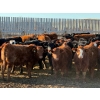 Image 2 : Sand Creek Enterprises - 900# January Delivery Steers - 55 Head (Rosemary, AB)