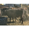 Image 17 : Alan Fridlington - 730# May Delivery Heifers - 162 Head (Kersley, BC)