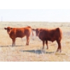 Image 6 : Leonard Lundquist/Andrew Ranching - 675# October Delivery Steer Calves - 90 Head (Rolling Hills, AB)