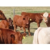 Image 4 : Thackeray Land & Cattle Inc. - 580# November Delivery Steer Calves - 80 Head (Goodwater, SK)