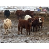 Image 3 : Dennis & Barb Holmes - 762# March Delivery Heifers - 64 Head (Cochrane, AB)