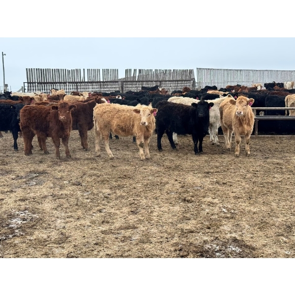 JDC AG - 900# August Delivery Heifers - 180 Head (Yorkton, SK)