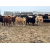Image 1 : JDC AG - 900# August Delivery Heifers - 180 Head (Yorkton, SK)
