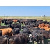 Image 11 : Hiebert Ranches - 620# October Delivery Steer Calves - 170 Head (Gem, AB)