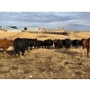 Image 6 : Mark Oldfield - 30 Angus/Simm X March/April Calving Mature Cows (Milo, AB)