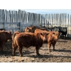 Image 2 : Pedersen Farms - 950# March Delivery Steers - 33 Head (Scandia, AB)