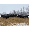 Image 3 : Zuchkan Farms Land & Livestock Ltd. - 55 Black/BBF Angus X April/May Calving Bred Heifers