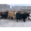Image 11 : Regehr Land & Cattle - 850# March Weaned Steers - 70 Head (Linden, AB) VBP+