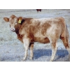 Image 3 : Ugly Head Feeders - 640# November Heifer Calves - 75 Head (Killam, AB)