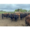 Image 3 : Ardell Forth - 1000# September Delivery Grass Steers - 62 Head (Wetaskiwin, AB)