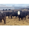 Image 7 : G & B Farms - 935# April Delivery Steers - 64 Head (Deloraine, MB) VBP+