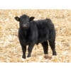 Image 17 : Sybouts Lake Farms Ltd. - 550# March Delivery Steers - 80 Head (Gladmar, SK)