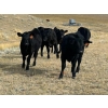 Image 5 : Wayne Rathe - 575# October Delivery Steer Calves - 85 Head (Medicine Hat, AB)