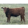 Image 6 : Clear Lake Farming Co. - 650# October Delivery Steer Calves - 60 Head (Stavely, AB)