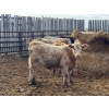 Image 9 : Corey & Kelly Fitzpatrick - 890# February Delivery Steers - 68 Head (Coulter, MB)