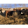 Image 5 : Rice Farms - 1000# April Delivery Steers - 124 Head (Lacombe, AB)