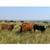 Image 5 : Edge-Hughes Cattle Co. - 550# October Delivery Steer Calves - 90 Head (Cochrane, AB)