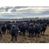 Image 2 : Shay & Sharmon Wilson - 920# March Delivery Steers - 115 Head (Bow Island, AB)