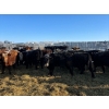 Image 3 : Tee Two Land & Cattle Co. - 720# March Delivery Steers - 148 Head (Kelliher, SK) VBP+