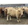 Image 8 : Hawk Ranching - 970# March Delivery Steers - 65 Head (Parkland, AB)