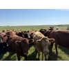 Image 2 : Dan Glover - 975# September Delivery Grass Heifers - 44 Head (Irricana, AB) VBP+