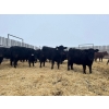 Image 2 : Moebis Bros Ag Ltd. - 58 Black Angus November Delivery Bred Heifers (Beechy, SK)